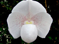 Paphiopedilum niveum Paphiopedilum niveum