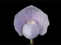 Paphiopedilum niveum Paphiopedilum niveum