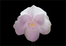 Paphiopedilum niveum Paphiopedilum niveum