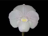 Paphiopedilum niveum Paphiopedilum niveum