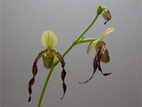 Paphiopedilum parishii