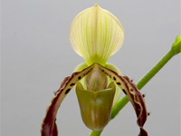 Paphiopedilum parishii