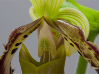 Paphiopedilum parishii