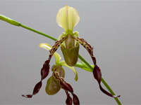 Paphiopedilum parishii Paphiopedilum parishii
