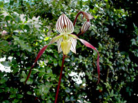 Paphiopedilum philippinense Paphiopedilum philippinense