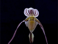 Paphiopedilum philippinense