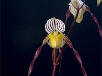 Paphiopedilum philippinense