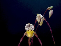 Paphiopedilum philippinense