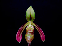 Paphiopedilum sangii