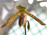 Paphiopedilum Wössner Kolosuk