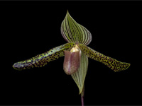 Paphiopedilum Wössner Kolosuk