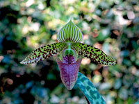 Paphiopedilum sukhakulii Paphiopedilum sukhakulii
