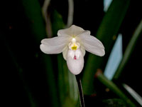 Paphiopedilum thaianum Paphiopedilum thaianum