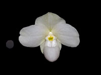 Paphiopedilum thaianum Paphiopedilum thaianum