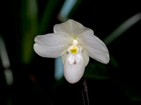 Paphiopedilum thaianum Paphiopedilum thaianum