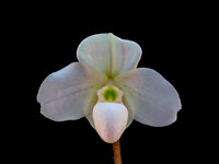 Paphiopedilum thaianum Paphiopedilum thaianum