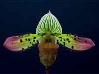 Paphiopedilum venustum Paphiopedilum venustum