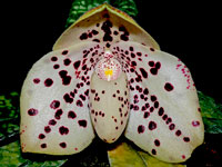 Paphiopedilum wenshanense