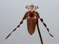 Paphiopedilum wilhelminae