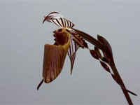 Paphiopedilum wilhelminae