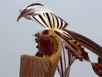 Paphiopedilum wilhelminae