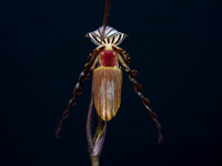 Paphiopedilum wilhelminae