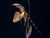 Paphiopedilum wilhelminae