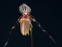 Paphiopedilum wilhelminae