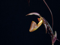 Paphiopedilum wilhelminae