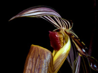 Paphiopedilum wilhelminae