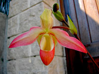 Phragmipedium Eric Young Phragmipedium Eric Young