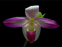 Phragmipedium Eric Young Phragmipedium Eric Young