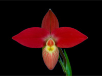 Phragmipedium besseae