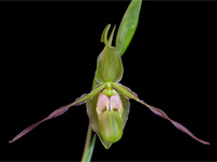 Phragmipedium longifolium