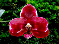 Phalaenopsis Elegant