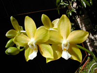 Phalaenopsis Sierra Gold