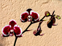 Phalaenopsis hybride type taïwanais
