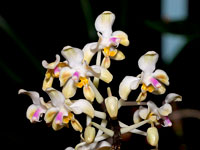 Phalaenopsis celebensis