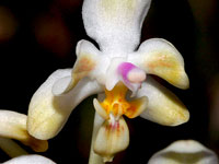 Phalaenopsis celebensis