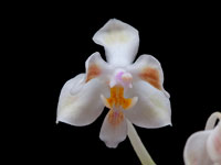 Phalaenopsis celebensis