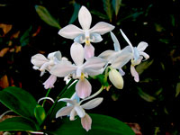 Phalaenopsis equestris f. albescens