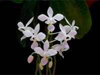 Phalaenopsis equestris f. albescens