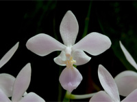 Phalaenopsis equestris f. albescens