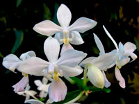 Phalaenopsis equestris f. albescens