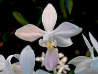 Phalaenopsis equestris f. albescens