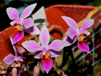 Phalaenopsis equestris