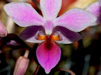 Phalaenopsis equestris