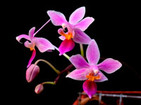 Phalaenopsis equestris