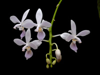 Phalaenopsis equestris f. albescens