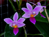 Phalaenopsis equestris